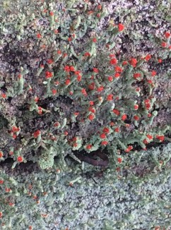 sitting-on-the-fence-2